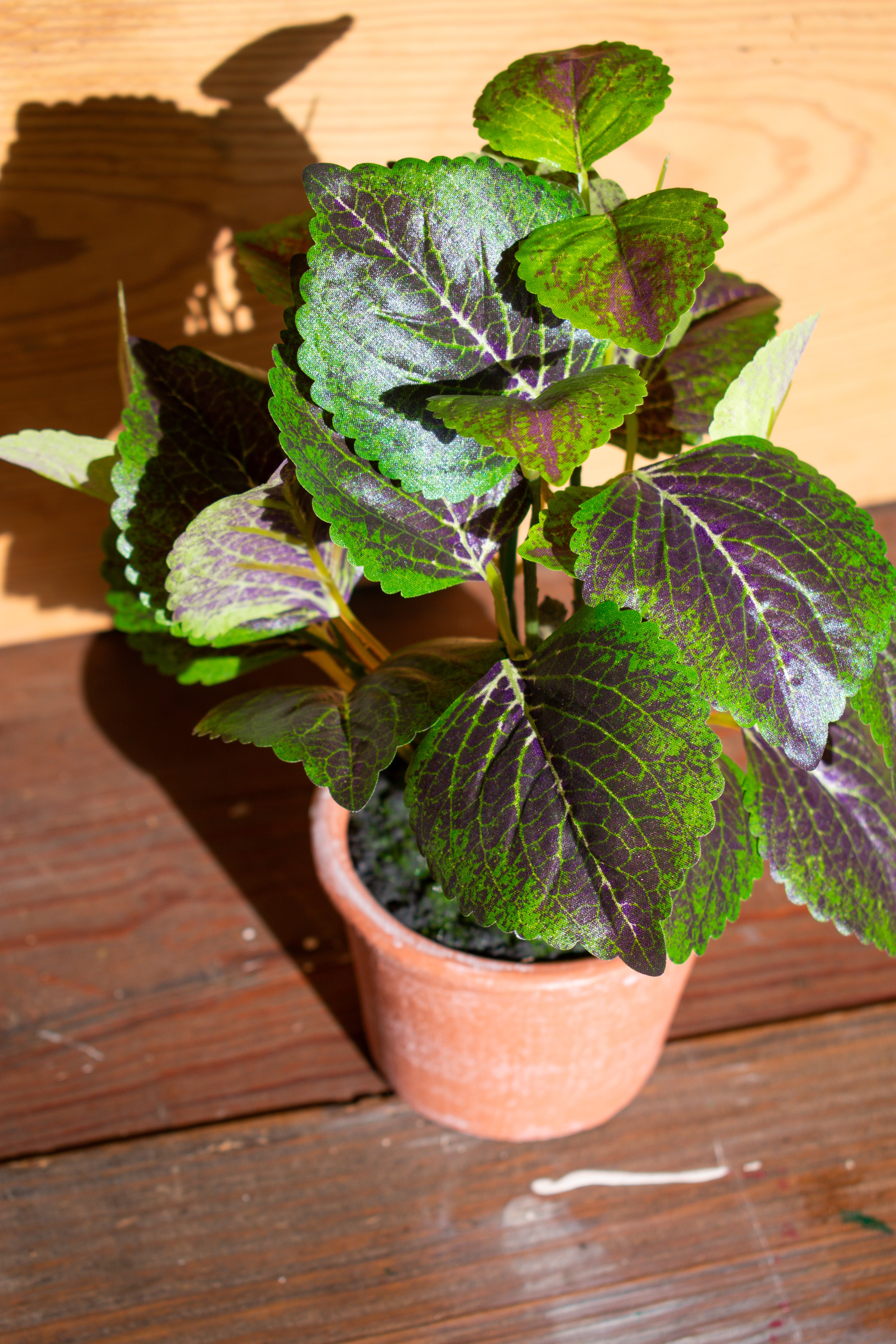 potted perilla plant