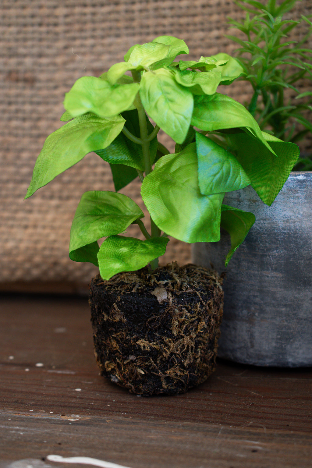 herb plants