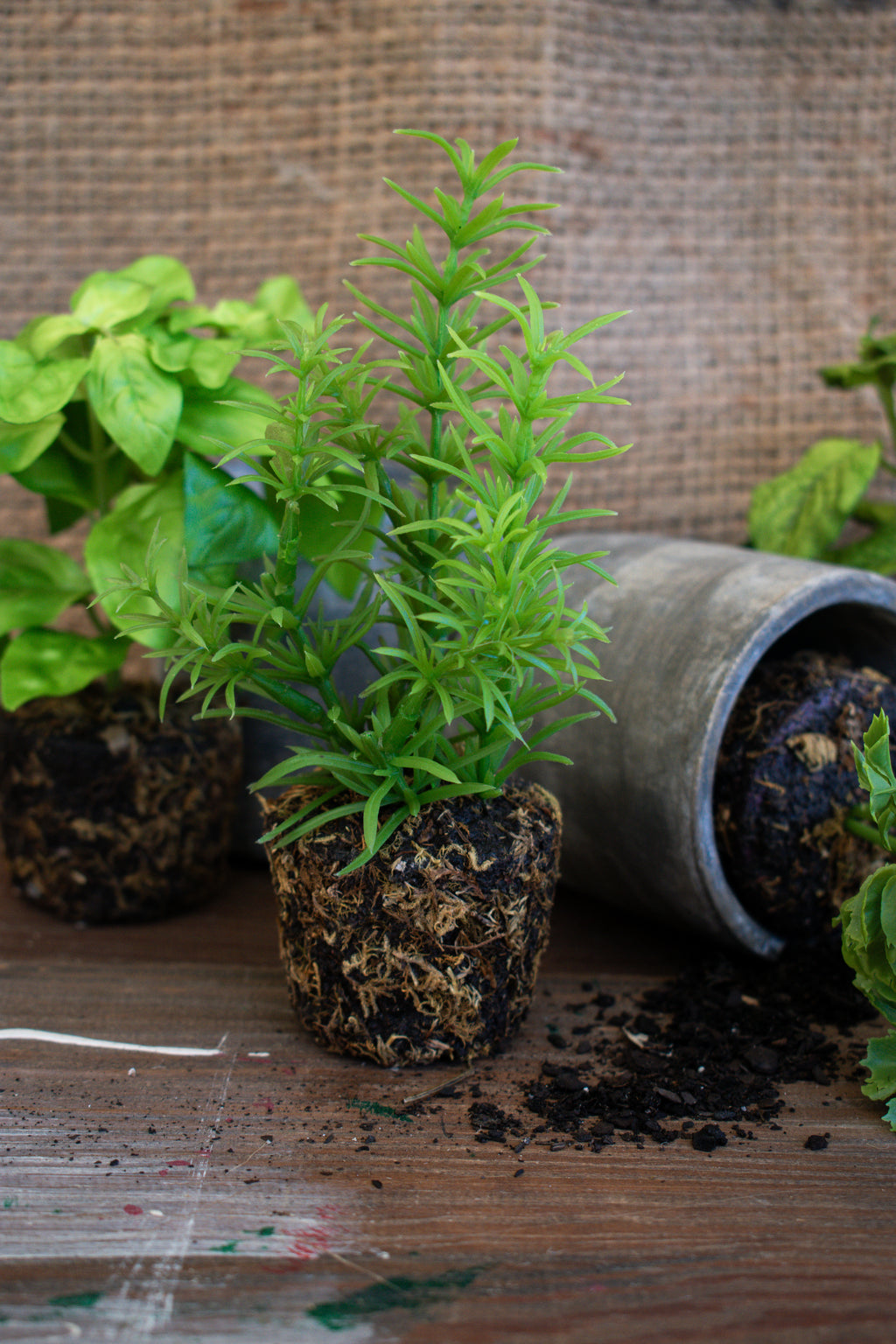 herb plants