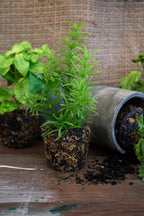 herb plants