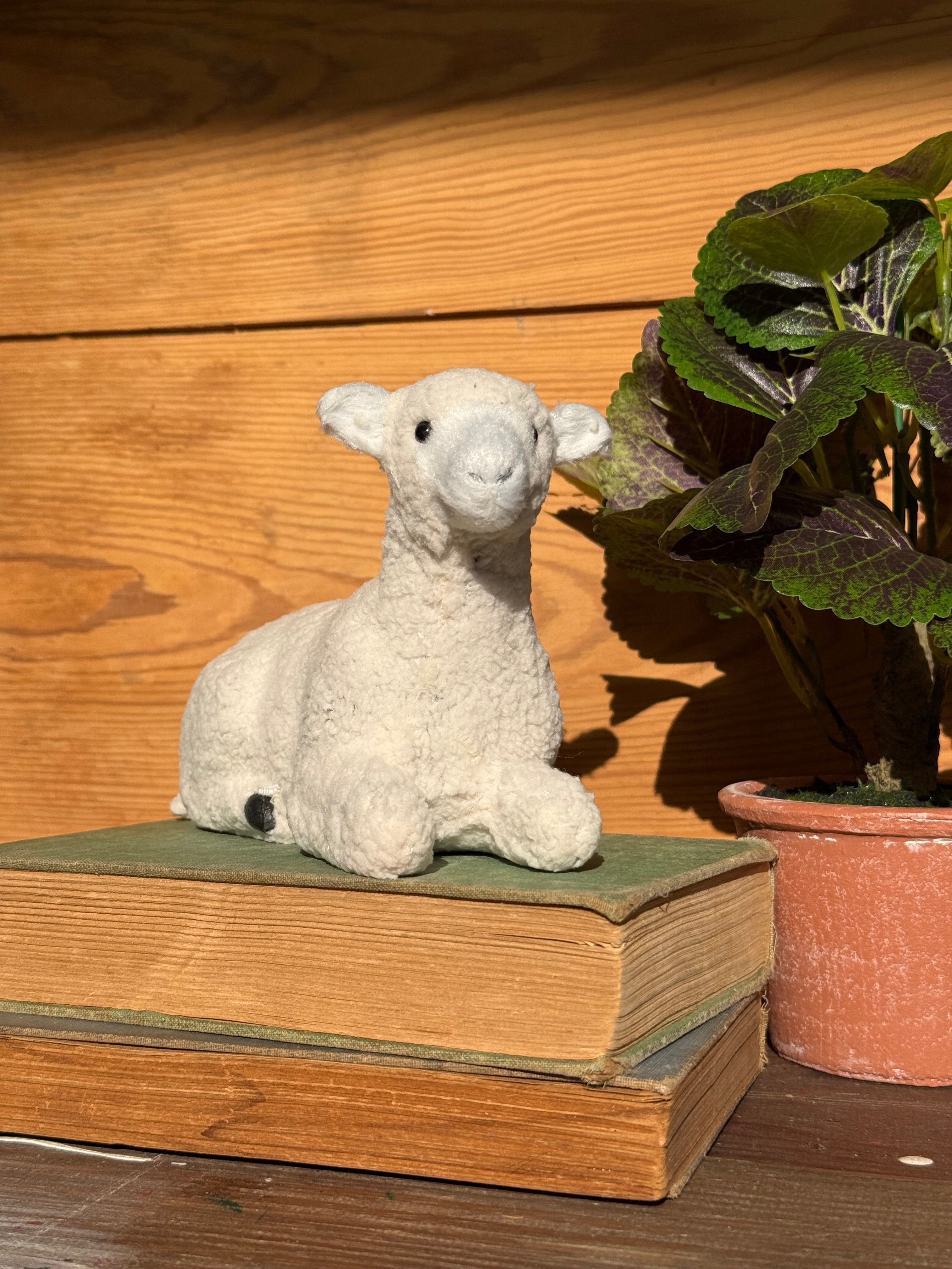 resting “wool” sheep