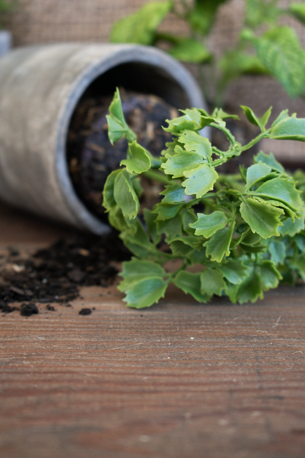 herb plants