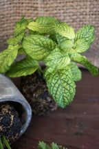 herb plants