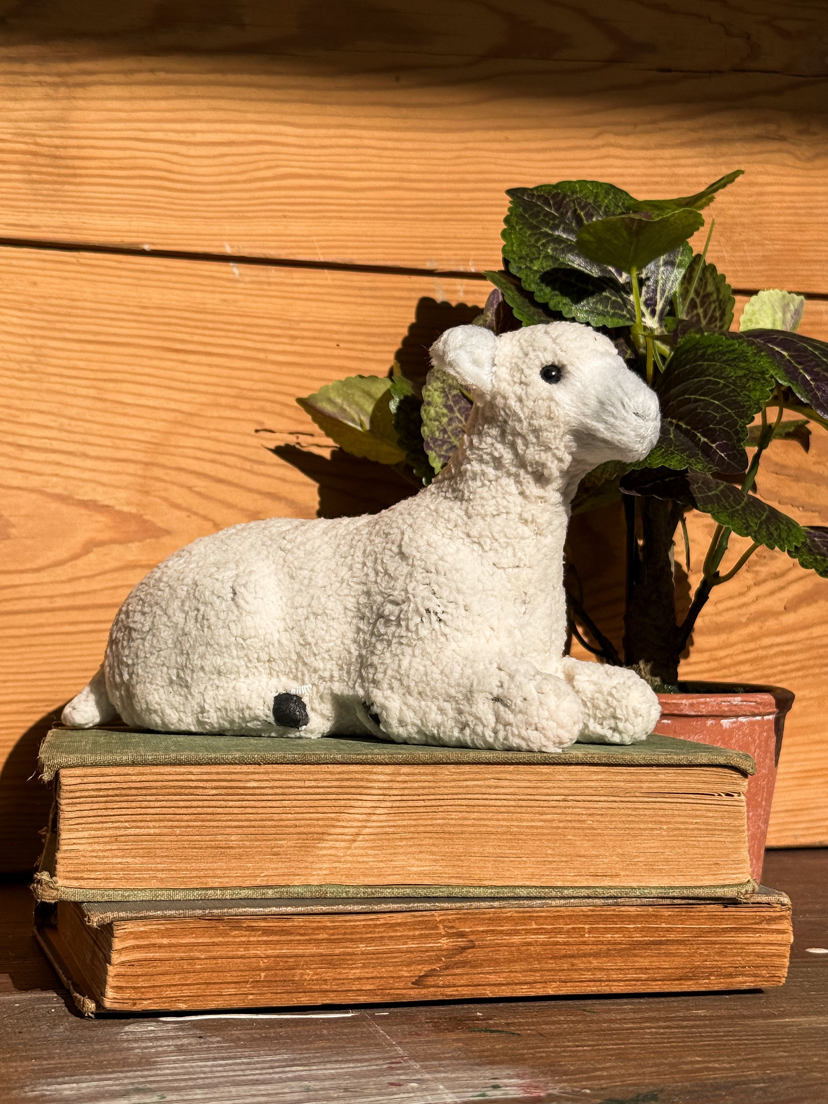 resting “wool” sheep