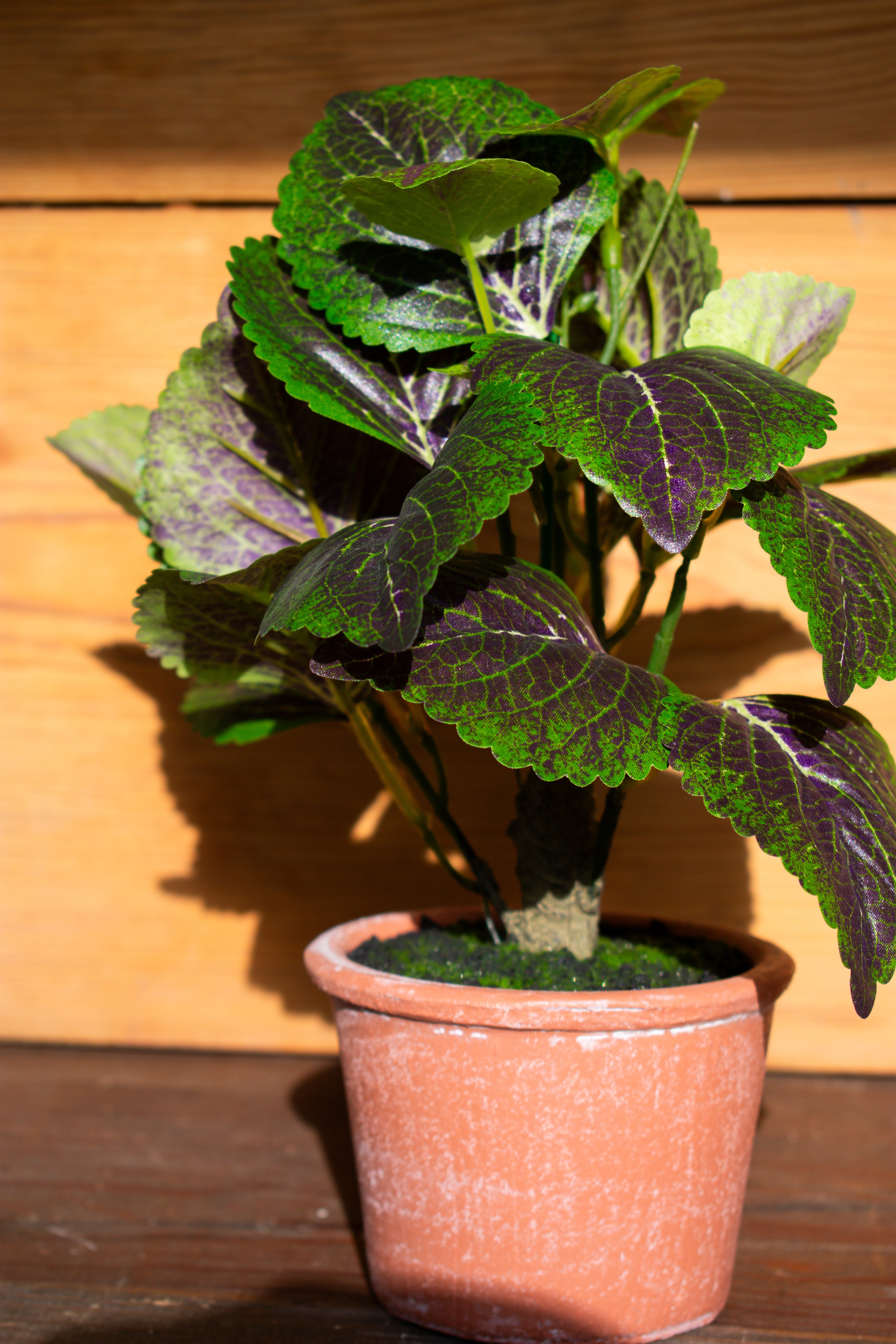 potted perilla plant