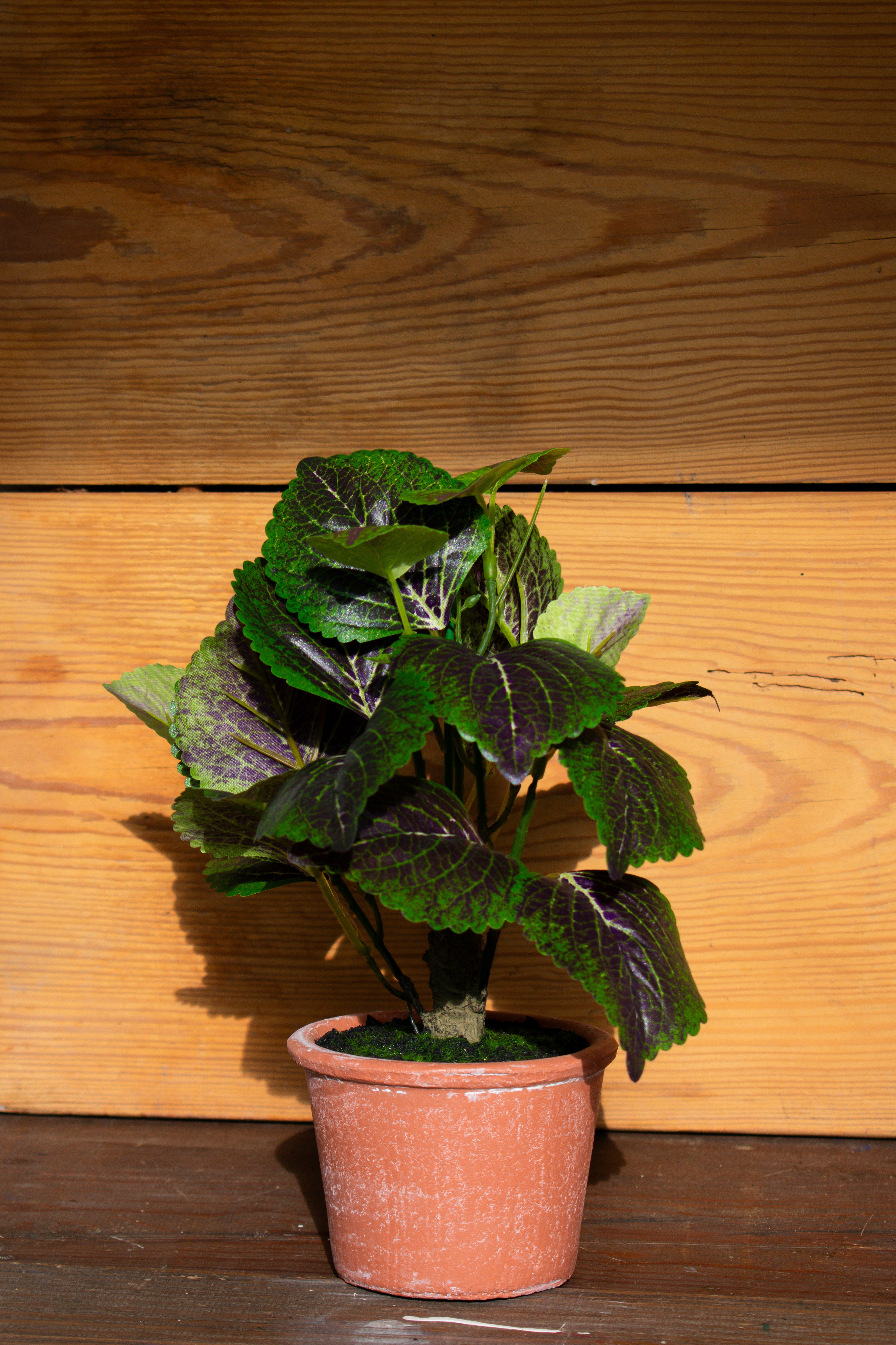 potted perilla plant