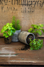 herb plants